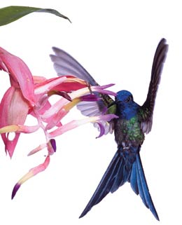 Hummingbirds