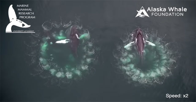 Humpback whales create vortex bubbles that trap prey