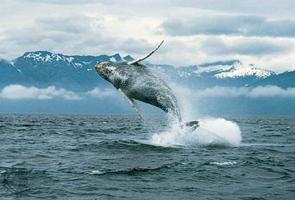 Humpback whales hold the most moving record