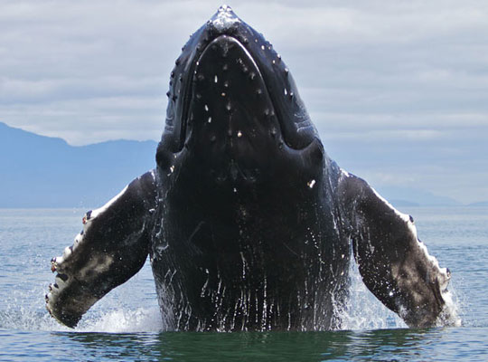 Humpback whales swim a quarter of the world