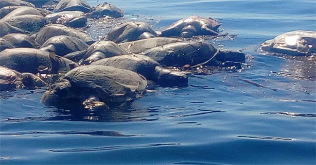 Hundreds of deadly Golfinas sea turtles are found in the Mexican coast