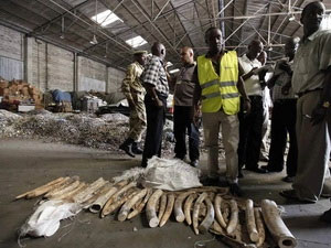 Hundreds of forest elephants were massacred in Cameroon
