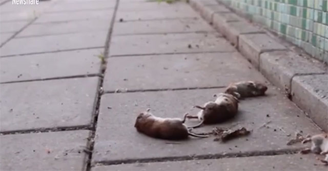 Hundreds of gerbils pray for 'suicide' mysteriously in the Netherlands