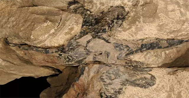Hundreds of millions of fossil pine forests in China