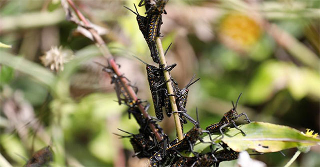 Hundreds of millions of grasshoppers 'attack' Africa, destroying crops