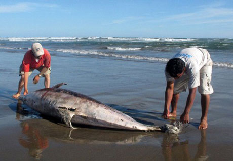 Hundreds of mysterious dead dolphins in Peru