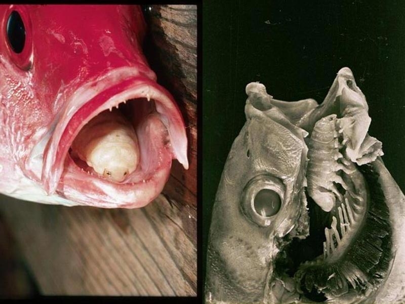 Hundreds of new species discovered in coral reefs in Australia (Part II)
