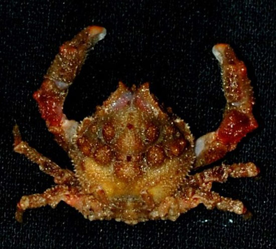 Hundreds of new species were discovered in the Philippines