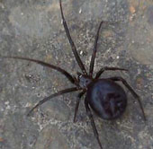 Hundreds of poisonous spiders invaded the British Navy base