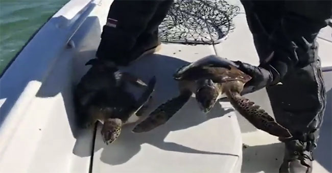 Hundreds of sea turtles