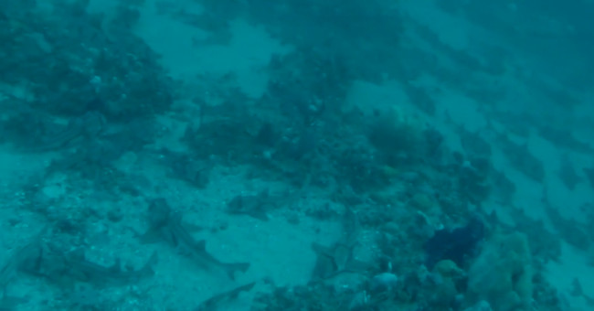 Hundreds of sharks lie side by side on the Australian seabed