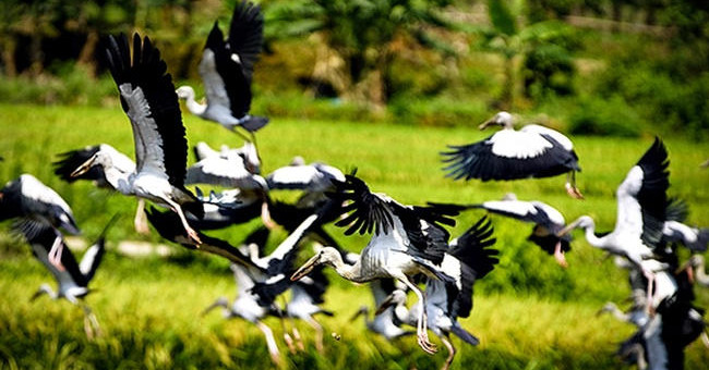 Hundreds of strange birds appeared in Lao Cai