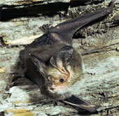 Hundreds of thousands of bats died from the hot sun in Australia