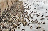 Hundreds of thousands of bullfrogs appeared in Tay Ninh