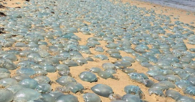 Hundreds of thousands of green jellyfish stranded in Australia