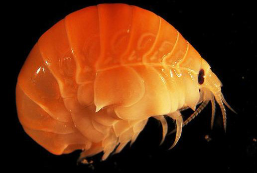 Hundreds of thousands of marine species are still secret