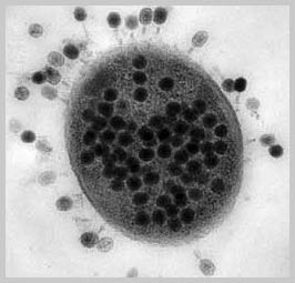 Hundreds of thousands of phage species: Available in the world's oceans.