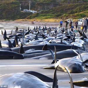 Hundreds of whales die in New Zealand