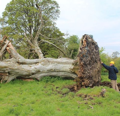Hundreds of years old turned on the original reveal the medieval remains