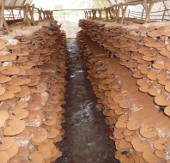 Hung Yen produces and processes edible mushrooms and medicinal mushrooms