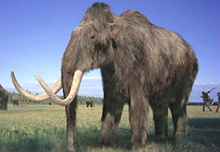 Hungary: Discovering mammoth elephant fossils
