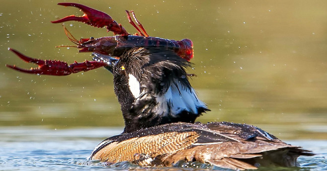 Hungry ducks risk their lives and then devour the giant red shrimp
