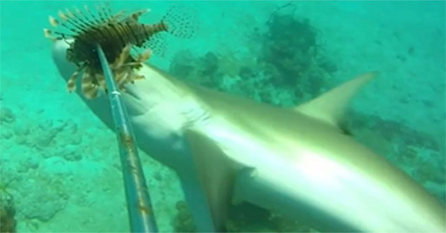 Hungry sharks tear the lion fish