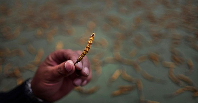 Hunt for cordyceps in the Tibetan plateau