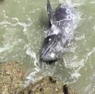 Hunted, dolphins desperately rushed their heads into the rocks