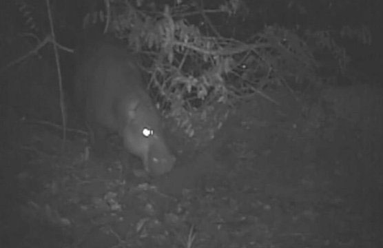 'Hunting' is a photo of dwarf hippo that is about to become extinct