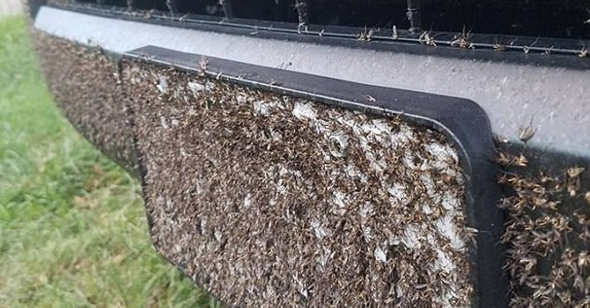 Hurricane Harvey has just melted, appearing a million mosquito flocks