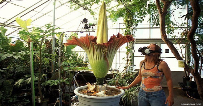 Hurry up, you only have 24 hours to witness the sight of flowers of the scavengers