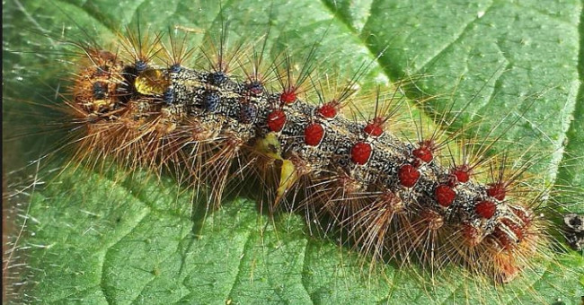 Hurt the terrifying worm, there are more than 60,000 poisonous hairs