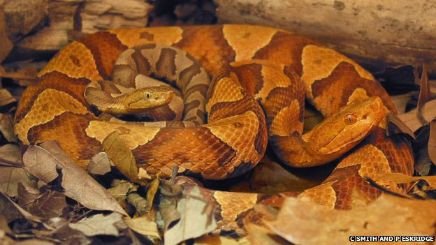 'Husband-free' snake