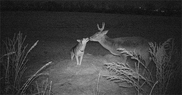 Husky dog ​​shocked when leaving home to go on a date with an adult male deer