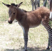 Hybrid between male zebras and rare female donkeys