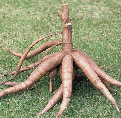 Hybrid cassava varieties yield 5 times higher