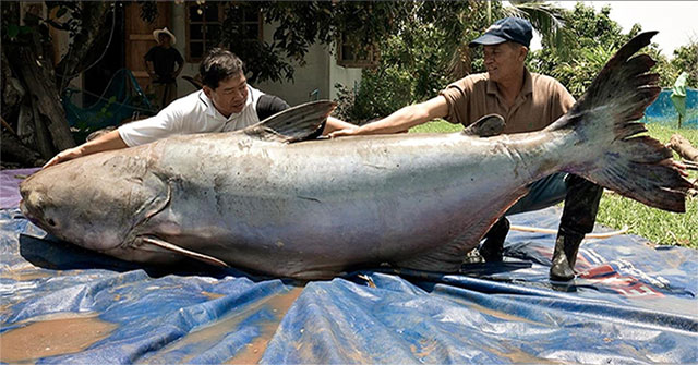 Hydroelectric dams change the flow, the 'water monster' Mekong is on the verge of extinction