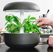 Hydroponic garden in the room