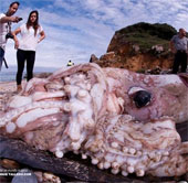 Hydroponic squid is nearly 10 meters long, weighs 181.4kg