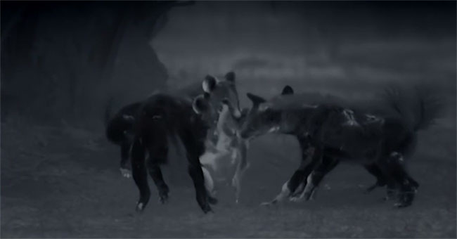 Hyenas and crocodiles in turn unleashed a sudden killing of wild dogs