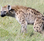 Hyenas communicate with each other like Facebook