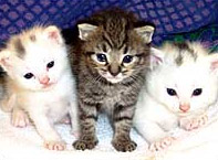 Hypoallergenic cats are released to the market