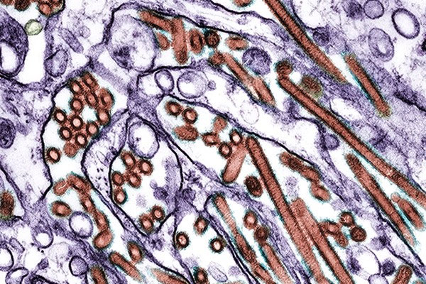 IAEA uses nuclear technology against H5N1 virus