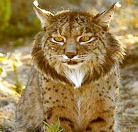 Iberia bobcat