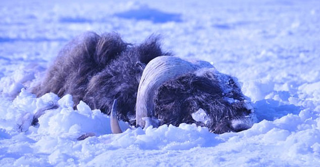 'Ice tsunami' buried 52 American bulls