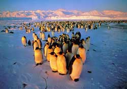 Icebergs help penguins evolve quickly