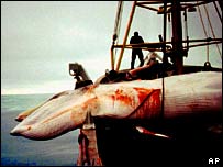 Iceland violates the law to ban whale hunting