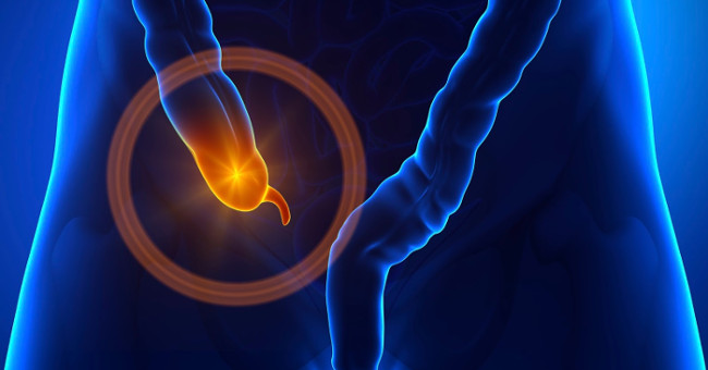 Ideas are useless, but the appendix seems to play a very important role