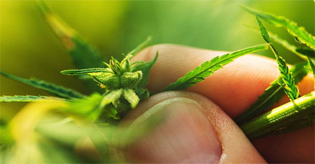 Identified the source of the cannabis plant?